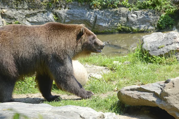 Orso Grizzly - isolato — Foto Stock