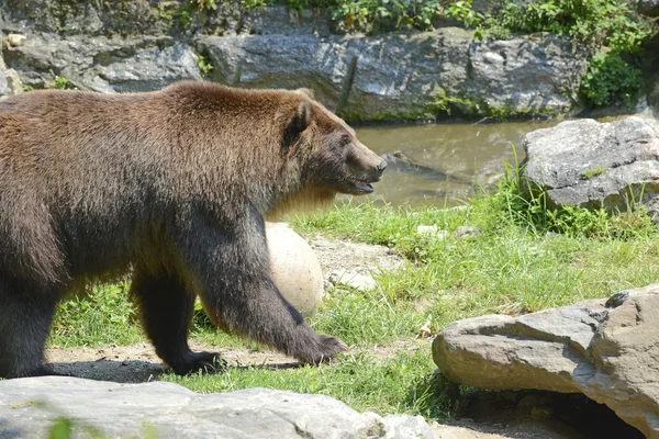 Urso Grizzly - isolado — Fotografia de Stock