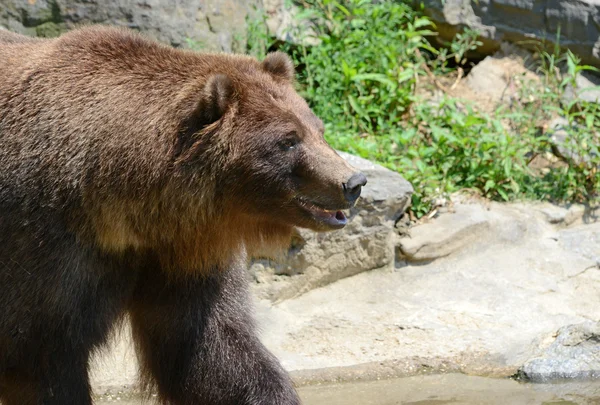 Grizzly medve - elszigetelt — Stock Fotó