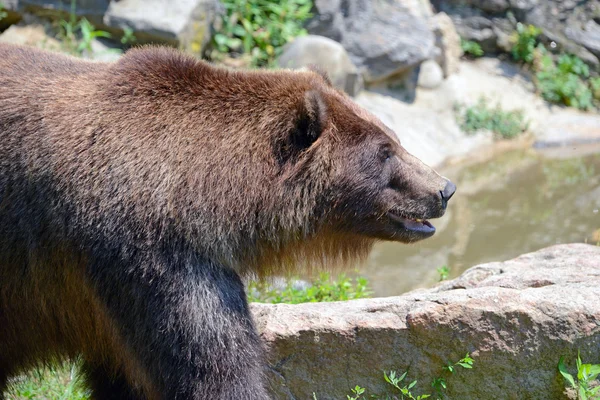 Grizzly medve - elszigetelt — Stock Fotó