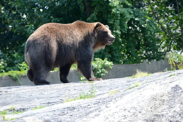 Urso Grizzly - isolado — Fotografia de Stock