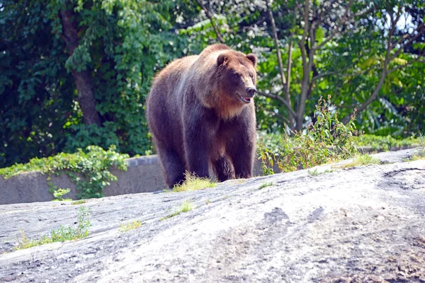 Urso Grizzly - isolado — Fotografia de Stock