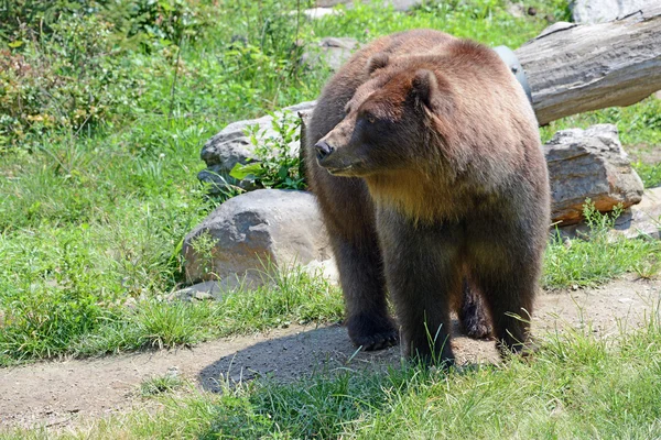 Urso Grizzly - isolado — Fotografia de Stock