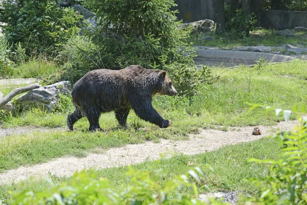 Grizzly Bear - na białym tle — Zdjęcie stockowe