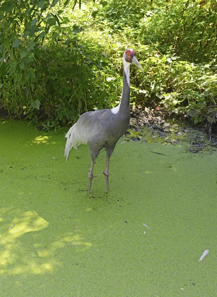 白枕鹤在停滞池塘 — 图库照片