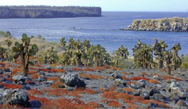 Kurak çöl Peyzaj ve kaktüs, Güney Plaza Island, Galapagos Adaları
