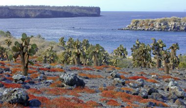 Arid Desert landscape and Cactus, South Plaza Island, Galapagos Islands clipart