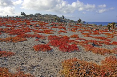 Kurak çöl Peyzaj ve kaktüs, Güney Plaza Island, Galapagos Adaları