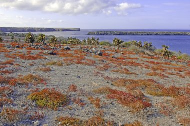 Kurak çöl Peyzaj ve kaktüs, Güney Plaza Island, Galapagos Adaları