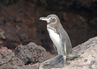 Penguin, Galapagos Islands, Ecuador clipart
