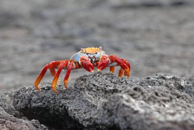 Sally lightfoot Yengeç, Galapagos Adaları, Ekvador