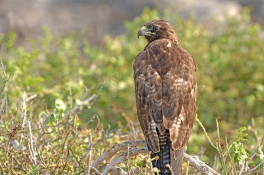 Galapagos Hawk, Galapagos Adaları, Ekvador
