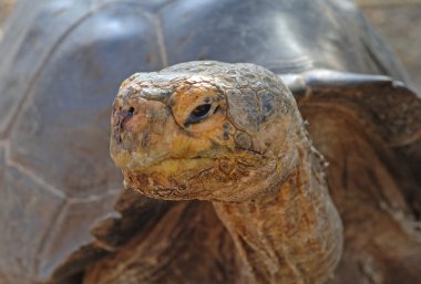 Galapagos kaplumbağası, Galapagos Adaları, Ekvador