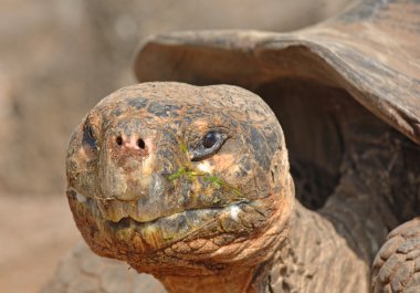 Galapagos Tortoise, Galapagos Islands, Ecuador clipart