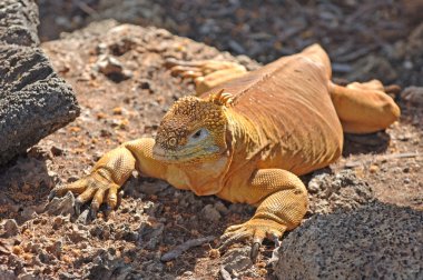 Iguana, Galapagos Adaları, Ekvador arazi