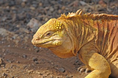 Iguana, Galapagos Adaları, Ekvador arazi