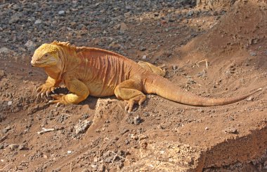Iguana, Galapagos Adaları, Ekvador arazi