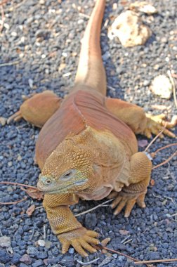 Iguana, Galapagos Adaları, Ekvador arazi