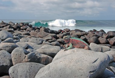 Deniz iguana, galapagos Adaları, Ekvador