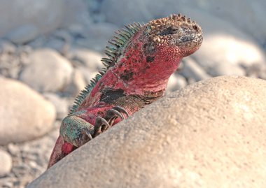 Deniz iguana, galapagos Adaları, Ekvador