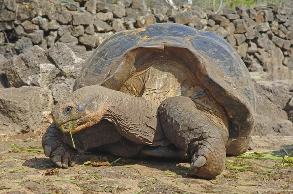Галапагосская черепаха, Галапагосские острова, Эквадор — стоковое фото