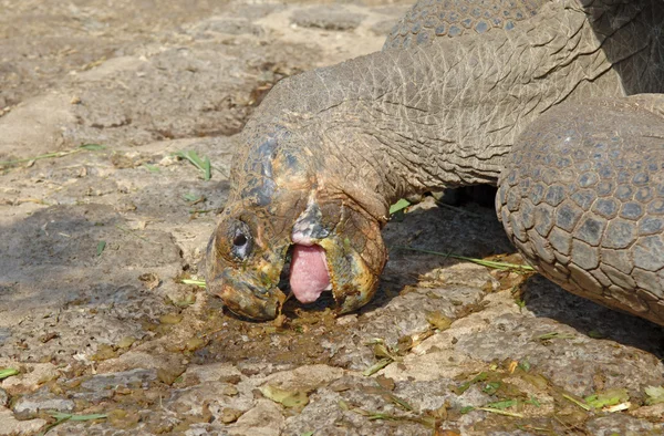 Galapagos Tortoise, Galapagos Islands, Ecuador — Stock Photo, Image