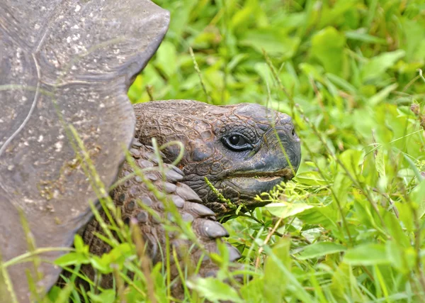 Галапагосская черепаха, Галапагосские острова, Эквадор — стоковое фото