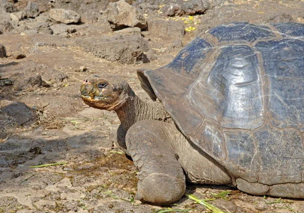 Tartaruga de Galápagos, Ilhas Galápagos, Equador — Fotografia de Stock