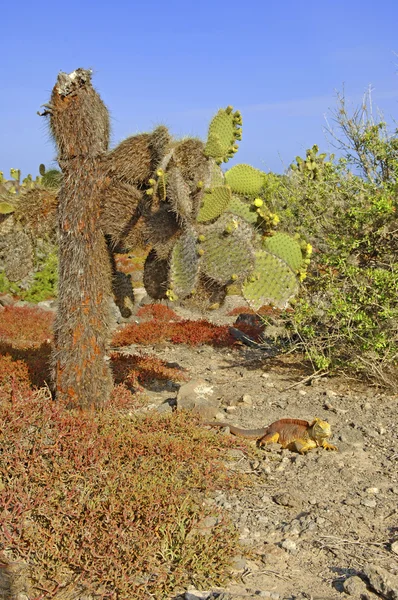 Arid Desert landscape and Cactus, South Plaza Island, Galapagos Islands — Stock Photo, Image