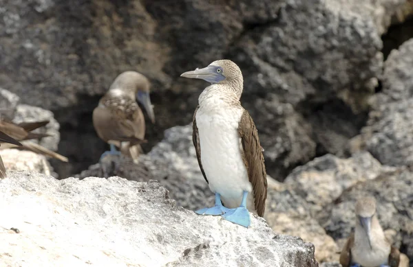 青い足の赤ちゃん,ガラパゴス諸島,エクアドル — ストック写真