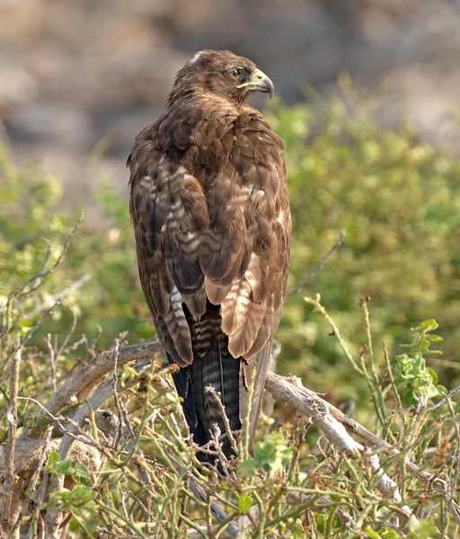 Galapagos Hawk, Isole Galapagos, Ecuador — Foto Stock