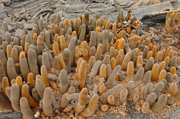 Cactus de lave, Îles Galapagos, Équateur — Photo