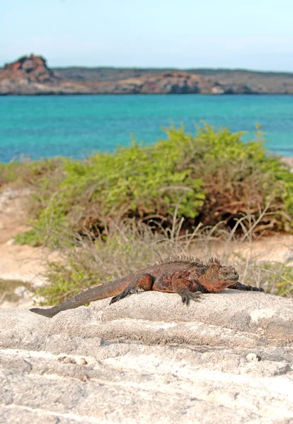Deniz iguana, galapagos Adaları, Ekvador — Stok fotoğraf