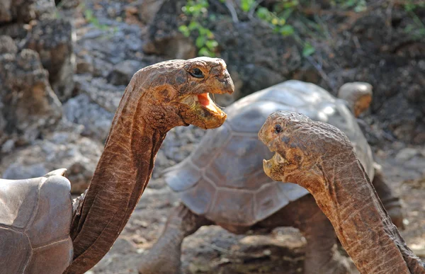 Galapagos żółw w zaloty, Wyspy Galapagos, Ekwador — Zdjęcie stockowe