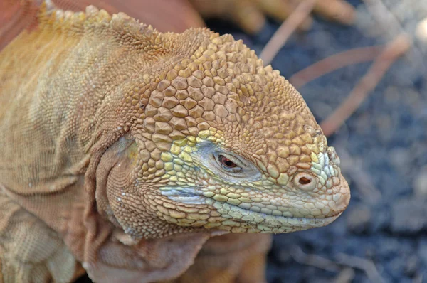 Iguana terrestre, Islas Galápagos, Ecuador — Foto de Stock