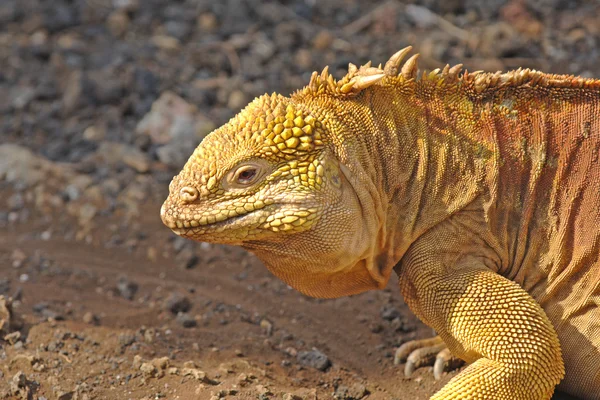 Iguana, Galapagos Adaları, Ekvador arazi