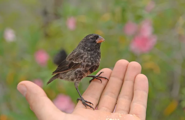 Darwin 's Finch, Ilhas Galápagos, Equador — Fotografia de Stock