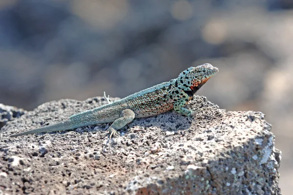 Lava Lizard, Ilhas Galápagos, Equador — Fotografia de Stock