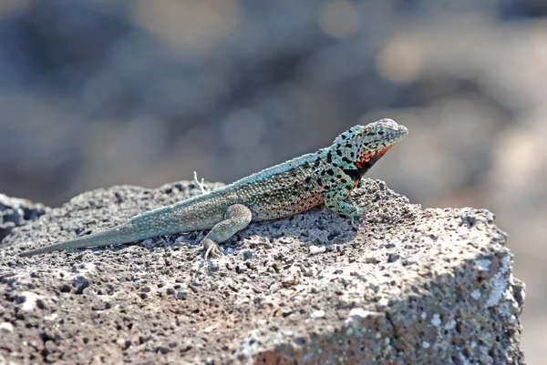 Láva gyík, Galapagos szigetek, Ecuador — Stock Fotó