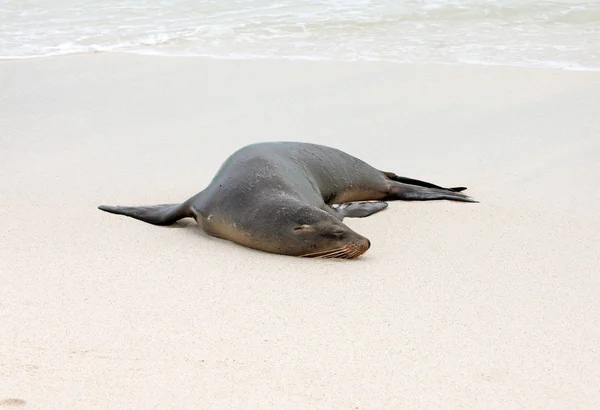 Leão marinho, ilhas Galápagos, Equador — Fotografia de Stock