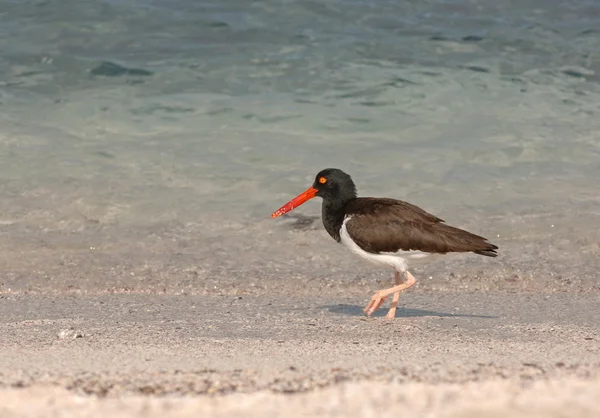 Amerikaanse scholekster, Galapagos eilanden, Ecuador — Stockfoto