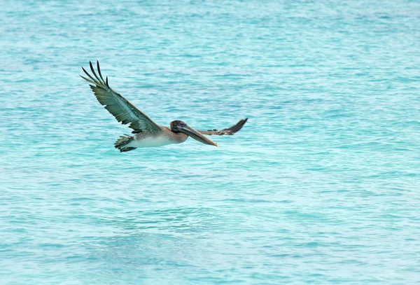 Pelikán, Galapagos szigetek, Ecuador — Stock Fotó