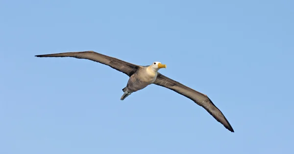 Albatros ondulados, Islas Galápagos, Ecuador — Foto de Stock