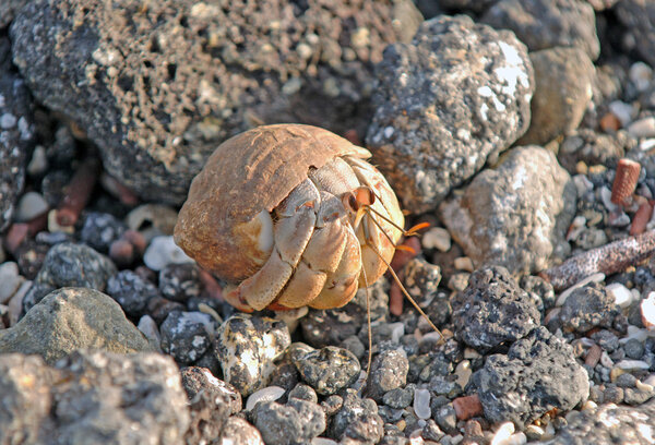 Hermit crab Galapagos Islands, Ecuador