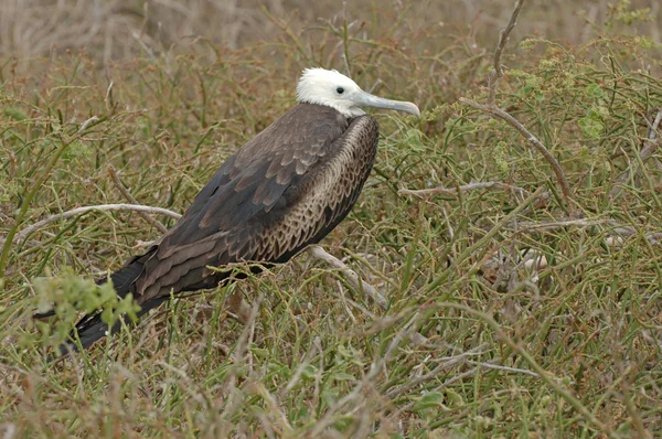 Frigate Bird, Galapagos Islands, Ecuador — Stock Photo, Image