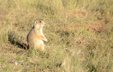 Prairie dogs are burrowing rodents native to several Rocky Mountain and Great Plains states and live in large communities underground. clipart