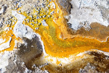 Thermophile bakteri paspaslar kaplıca ikinci tur, Yellowstone Milli Parkı içinde