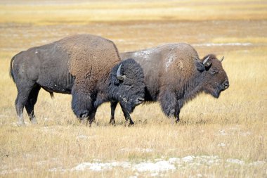 Amerikan Bison, Yellowstone Milli Parkı, Rocky Dağları
