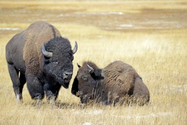 Amerikan Bison, Yellowstone Milli Parkı, Rocky Dağları