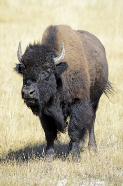 American Bison, Yellowstone National Park, Rocky Mountains clipart